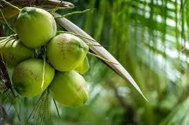 Green Coconut